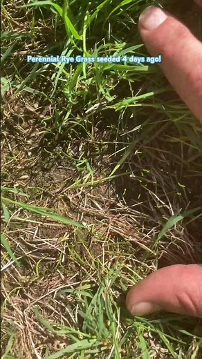 Rye grass seed germination.