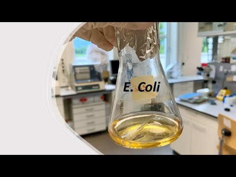 How to inoculate bacteria in broth