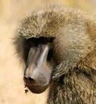 Baboon Roar 🐵 🔊