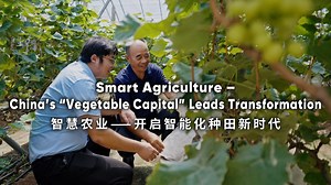 Smart Agriculture– China's "Vegetable Capital" Leads Transformation