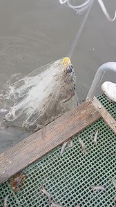 105 reactions · 26 comments | Throwing the cast net for bait shrimp. #saltwatersabtv #castnetting #saltwaterfishing #Louisiana #CastNetFishing #shrimp #shrimpseason #castnet | Lance Billiot | Facebook