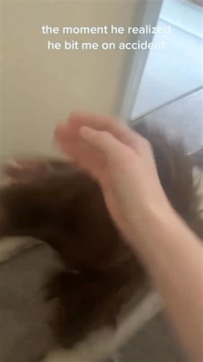 @fetchthememes on Instagram: "How dogs get when they’re guilty 😂😂 #fyp"