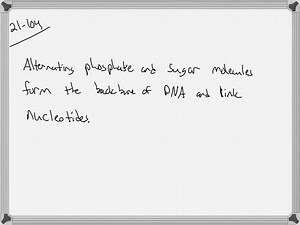 SOLVED:In the formation of a polynucleotide (a short portion of the DNA molecule), which components (sugar, base, or phosphate) on adjacent nucleotides bond to each other?