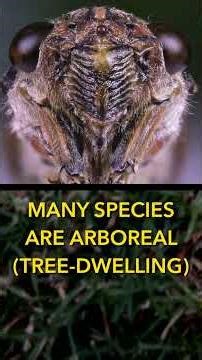 The Loudest Insects in the World
