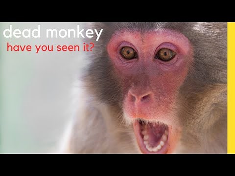 The Shocking Reason You'll Never Find a Dead Monkey. This is How Monkeys Mourn and Grieve.
