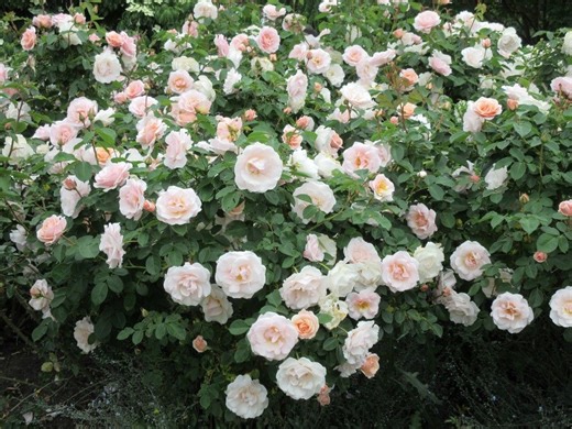 Pruning roses — best timing depends on the type