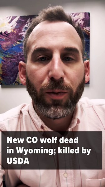 One of CPW's newest wolves dies in Wyoming