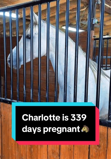 Charlotte's Pregnancy Journey: 339 Days and Counting