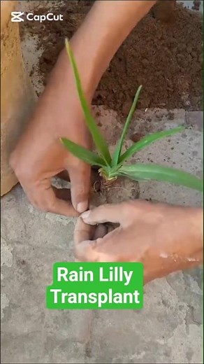 Transplanting Rain Lily requires gentle handling of its bulbs