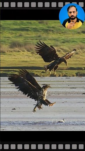 The goose nearly outsmarted the eagles #shorts