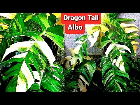 Epipremnun Pinnatum Albo | Dragon Tail Plant Care