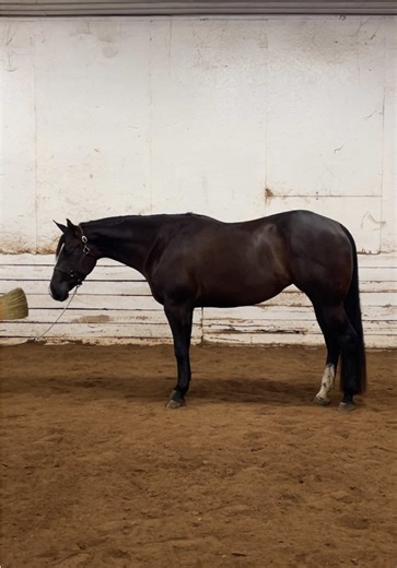Double Mare Available for Adoption: AQHA & APHA