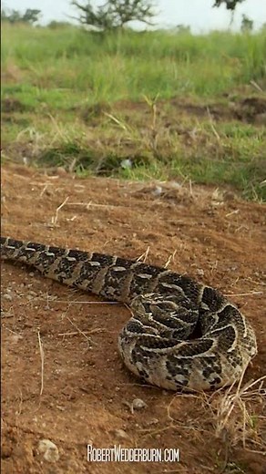 Don't underestimate this deadly snake #puffadder #wildlife #nature