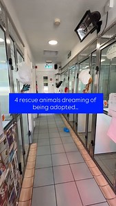 Harmony, Cleo, Hippo & Goose are patiently waiting for someone to fall in love with them…. Could that someone be you?! 🥹 Every like, share and follow helps us reach more potential adopters and forever homes - thank you for your support! ❤️🐾🙌⭐️ #halifax #huddersfield #bradford #rspcahhb #adoptdontshop #rescuedog #animalrescue #rescuecat #rescueguineapigs #shelter #rescue #adopt | RSPCA Halifax, Huddersfield, Bradford & District Branch