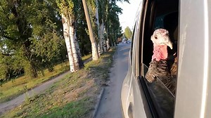 362 reactions · 15 shares | In the wild, every step counts. Journey with Great Migrations, Wednesdays from 18:00.  DStv Channel 182 | National Geographic Africa | Facebook