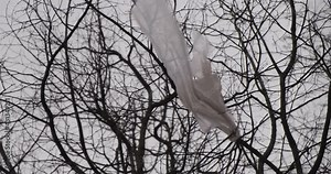 plastic bag fluttering in the wind clinging to a tree branch on a spring cloudy day