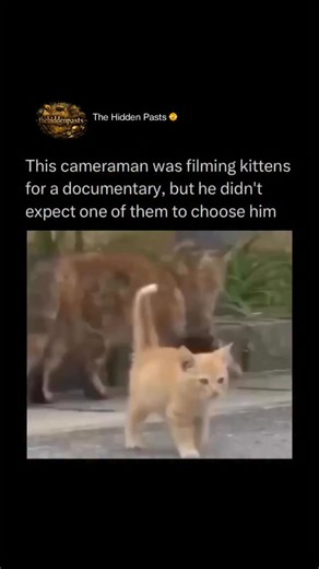 History 📌 Entertainment 📽️ News 🎤 on Instagram: "While filming a litter of kittens for a nature documentary, a professional cameraman experienced a viral moment that no script could have planned. As he sat perfectly still to capture the kittens' natural behavior, one adventurous feline decided the camera was the perfect place for a nap. Follow @thehiddenpasts to learn something NEW everyday 🧠💫 The curious kitten climbed onto the lens and snuggled against the cameraman’s face, purring loudly