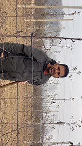 9.8K views · 122 reactions | SOIL TESTING is MANDATORY in Apple Farming. It Palys a Very Important Role To Harvest The Best Quality  .(PART-1)watch full video on our You tube Channel. | Hi-Five Agro Skills | Facebook