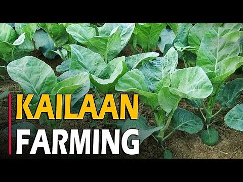 How to grow Kailaan | Kailan Farming / Cultivation