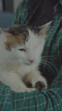 The Healing Power of Cat Purring: Nature's Secret Therapy