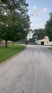 Sig Sauer got a light jog in on his way to the paddock this morning. Robbi got a full out sprint workout 😂 | Hanover Shoe Farms, Inc