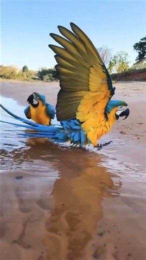 macaw bathing #shorts #trending #viral #nature #wildlife
