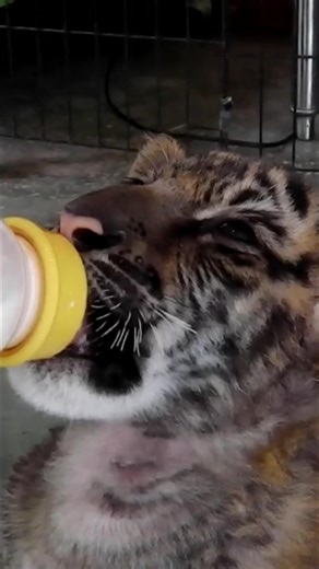 Baby pandas are surprisingly tiny. Tiger cubs start out completely helpless. And dolphins? They're way smarter than people realize. Prepare to have your mind blown by these incredible animal facts. #AnimalFacts #CuteAnimals #Wildlife #Pandas #Tigers #Dolphins | Mind Orbit Facts | Facebook