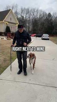 Fix Your Dog's Heel Position Fast!