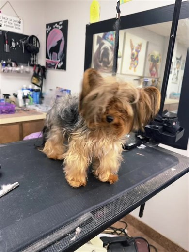 Gypsy Jean on TikTok