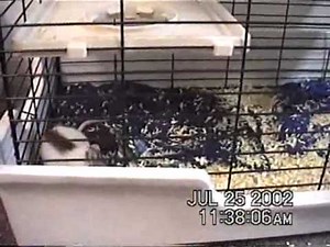 Ferrets Playing With Pet Rats