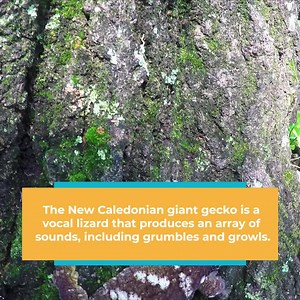 5.1K views · 222 reactions | Reptile Fans rejoice! This week's species spotlight is all about lizards! Memphis Zoo houses 17 species of lizards, and we picked a few favorites to feature along with some fun facts about each one. To learn more about lizards, visit the Herpetarium for its daily keeper chat at 10 am. | Memphis Zoo | Facebook