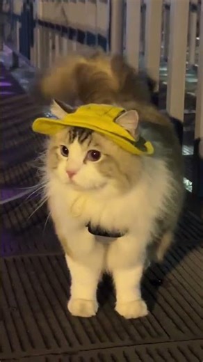 Cute Cat Night Walk on Bridge | Relaxing Cat Video with Neon Lights | Aesthetic Pet Moments