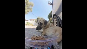 Stray dog delighted by remote-control food delivery in İzmir, Turkey