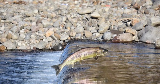 Comment les saumons remontent-ils les rivières ?