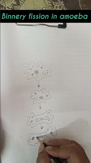Draw🦠 Amoeba Binary Fission | Asexual Reproduction in Amoeba