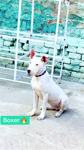 Boxer Dog Love: Adorable Moments and Care Tips