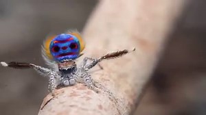 27M views · 421K shares | PEACOCK SPIDERS! Just when you thought...