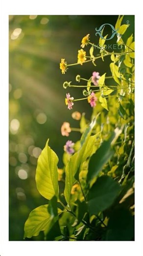 ✨ Whispering Glass Wind Chimes – Relaxing Outdoor Sounds for Calm & Sleep ✨