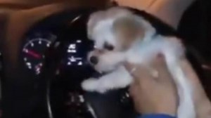 Footballer Madelene Wright holds her dog whilst driving her car