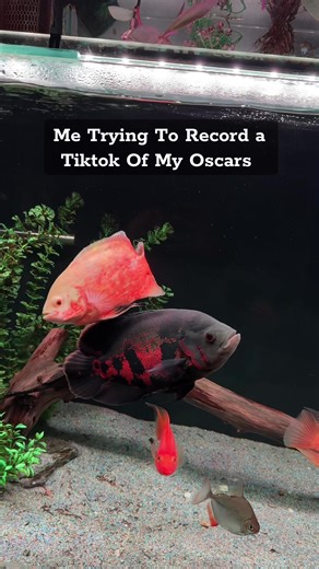 Understanding Oscar Fish Feeding Habits