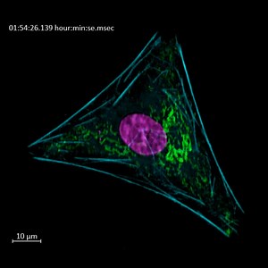 30 reactions | A time lapse movie showing the dynamics of a U2OS cell. Its cytoskeleton is labeled in cyan (Actin-GFP), mitochondria in green (MitoTracker™ Red CMXRos), and its nucleus in magenta (Draq 5). Imaged with ZEISS Lattice Lightsheet 7: https://zeiss.ly/fb-lattice-lightsheet-7 | ZEISS Microscopy | Facebook