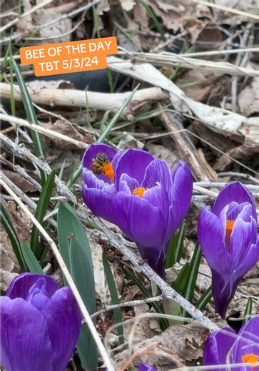 Bee of the day 🐝 #crocus #honeybees #tbt #colorado #pollination