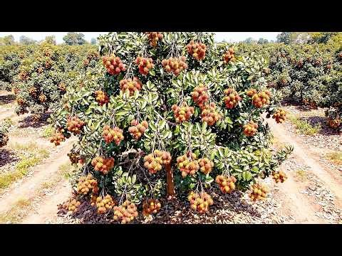 Tour the Largest "Rambutan" Orchards in the World in Thailand | Countryside Life