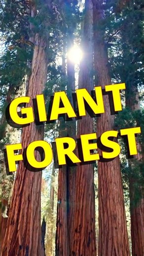 The "Senate" of the Sequoias: 8 Giants Who Rule the Forest! 😲🌲