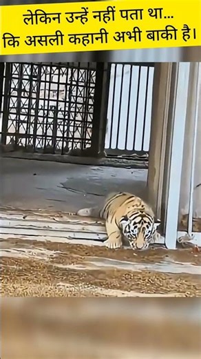 They Thought It Was Just a Baby Tiger… Big Mistake! 🐯 #shorts #animals #facts #trending #tiger #cubs