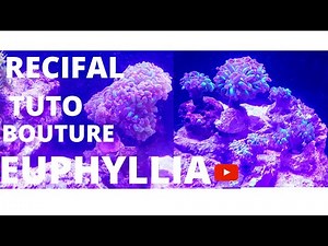 RECIFAL: Bouture de L'Euphyllia (petit tuto)