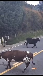 Canal Puerto Cable on Reels