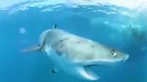 762K views · 10K reactions | Go inside the mouth of a great white shark! Welcome to the world of nature - explore.org | explore.org | Facebook