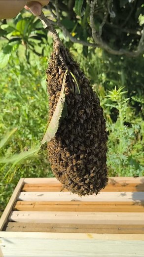 La méthode la plus douce pour cueillir un essaim #abeille #apiculture #labeilledecamargue #bee #printemps #essaimage #bonheur | L'abeille de Camargue