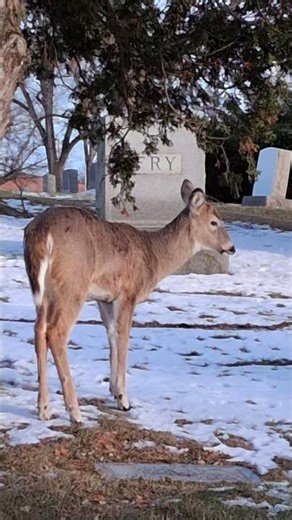 Youngling. #deer #wildlife #whitetail